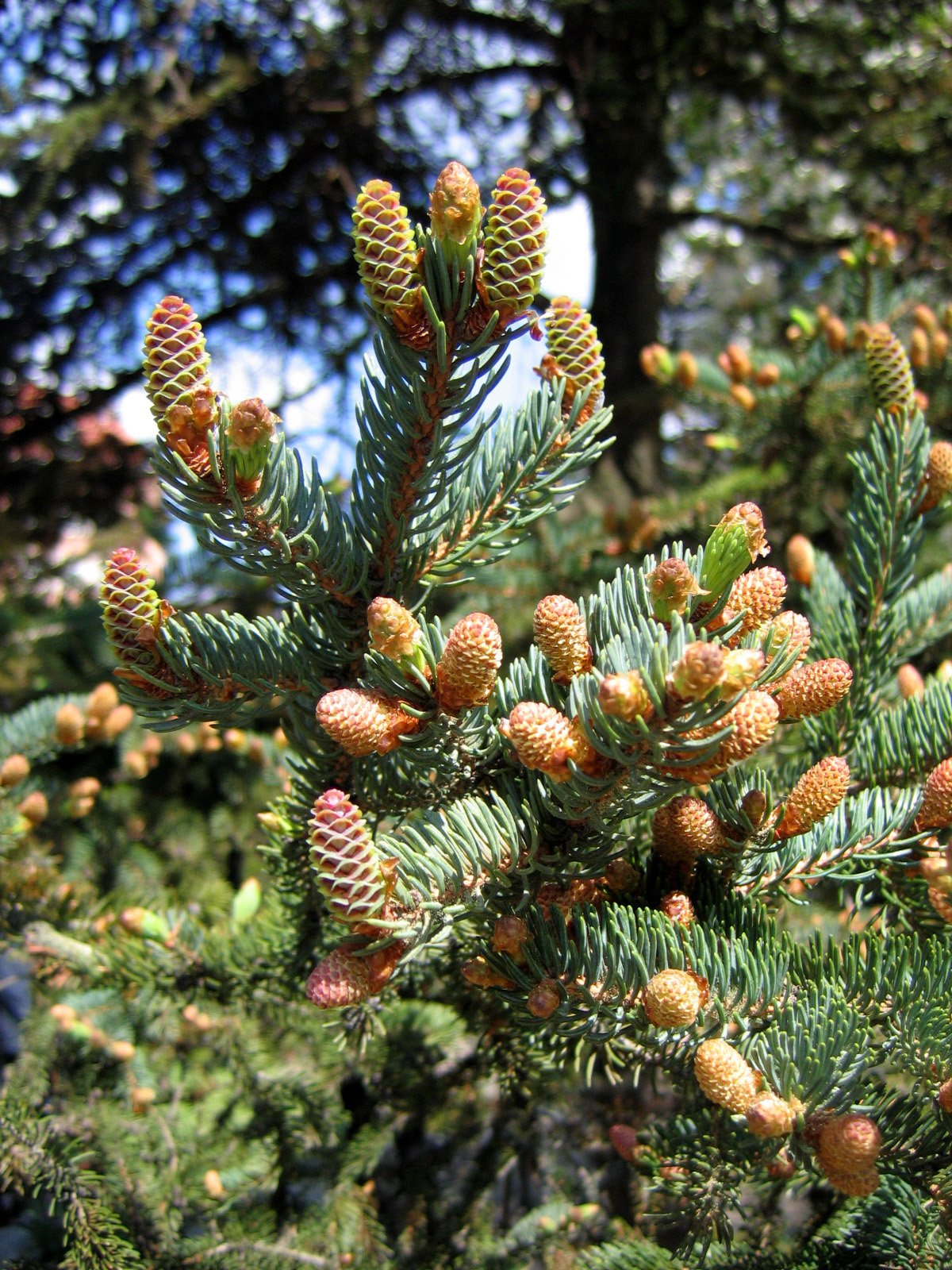 Amazon.co.jp: カナダトウヒ（グラウカトウヒ） 種子50粒 White spruce